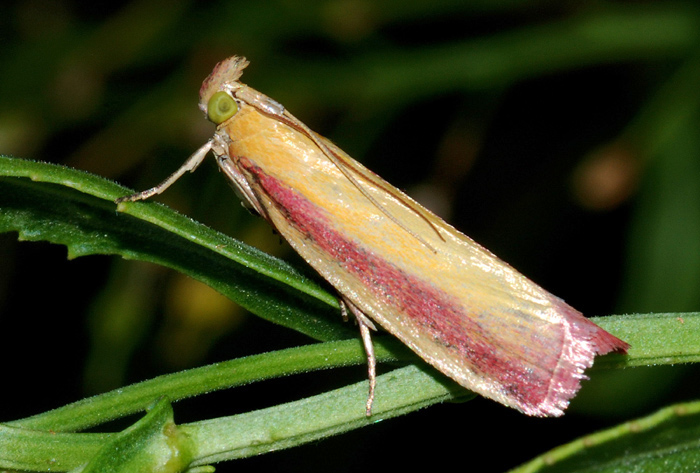 Pyralidae 7